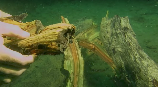 在阿拉巴马海岸发现的水下森林是远古的“仙女世界”