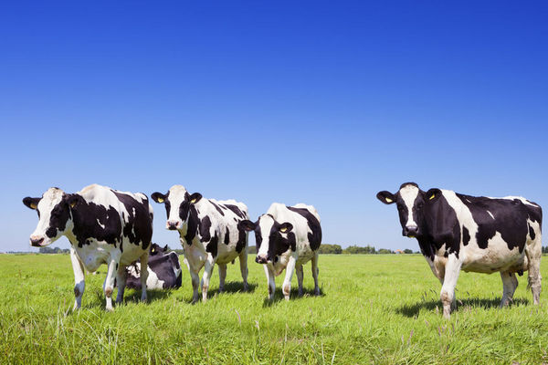 关于食品安全的忧虑：奶牛自杀和除草剂