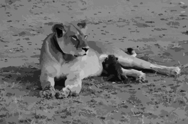 前所未见：野生母狮给幼豹喂奶
