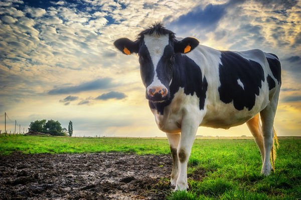 研究发现奶牛拥有抵抗艾滋病病毒的能力