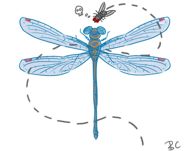 蜻蜓大脑可预测猎物运动轨迹
