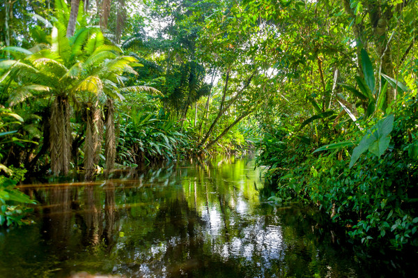 亚马逊的森林能制造降雨