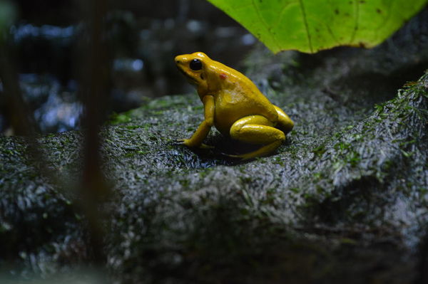 黄金箭毒蛙为什么不会被自己毒死