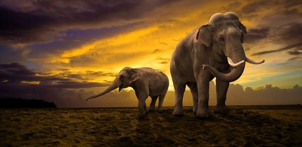 非洲大象进化出熬夜技能