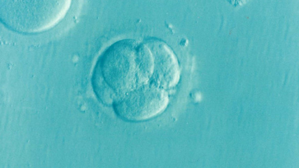 科学家首次从人类胚胎中移除基因