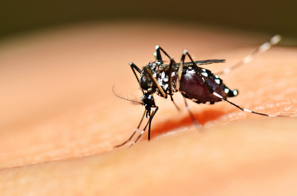 以蚊制蚊：加州引进2000万只蚊子