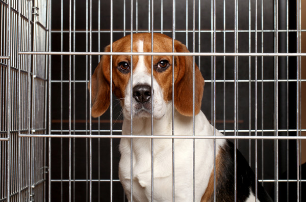 加州禁止出售来自繁殖工厂的宠物
