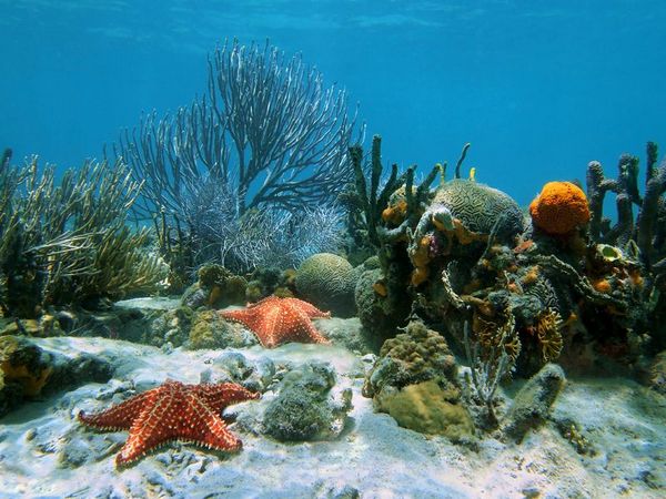 大灭绝也灭绝不了的海洋生态系统