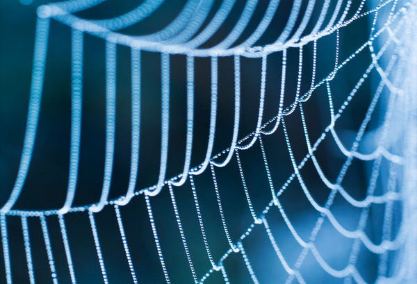蜘蛛网“迷宫”有助于降低噪音污染