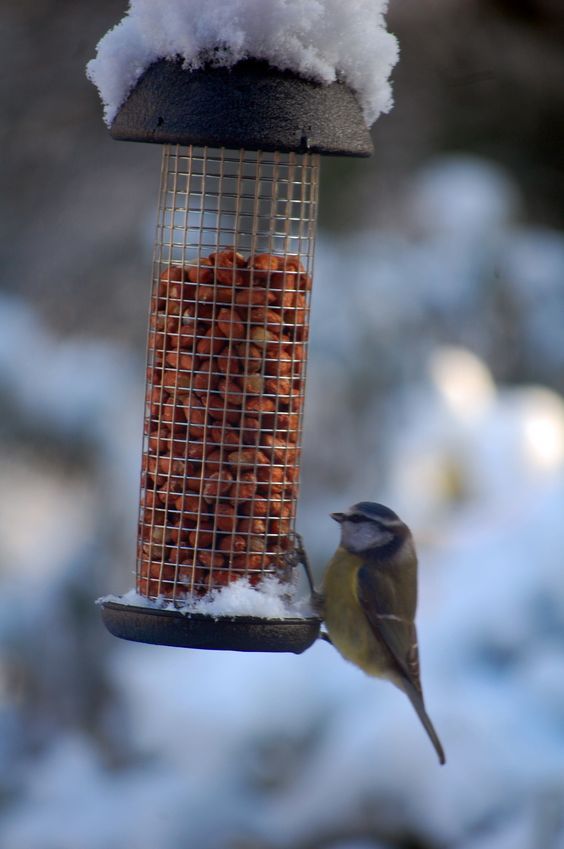 喂食器让鸟进化