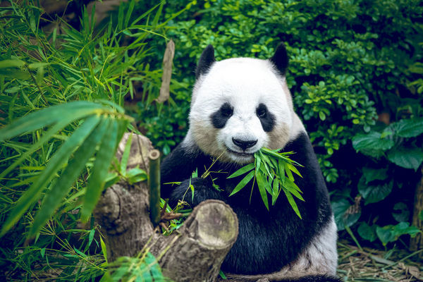 大熊猫不再是濒危物种，但它们依然面临灭绝风险