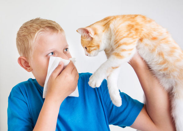 猫会把禽流感传给你吗