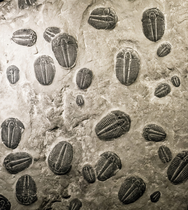 古生物学家发现了地球上最古老的眼睛化石