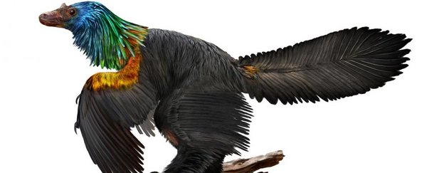 巨嵴彩虹龙：带彩色羽毛的新恐龙品种