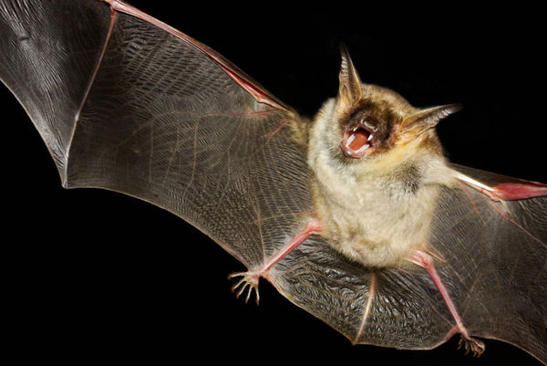 巨型蝙蝠的发现给新西兰增添了更多生物多样性