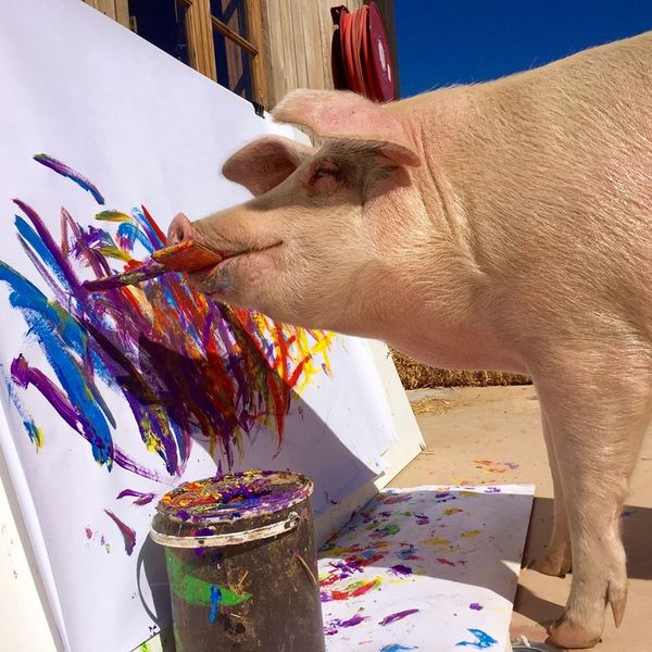 会画画的猪，作品价值几千美金