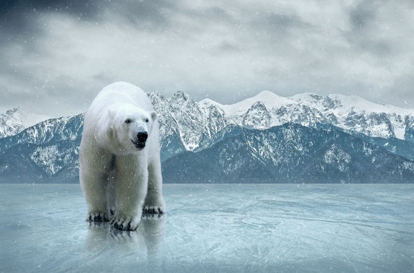 极地动物如何在极寒黑暗中度过数月