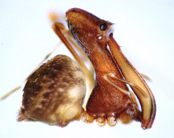 生物活化石：马达加斯加的鹈鹕蜘蛛