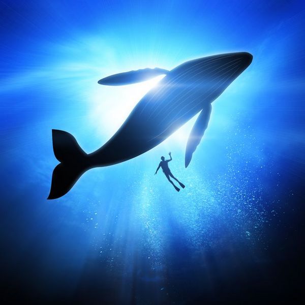 鲸鱼会保护水中的人类么