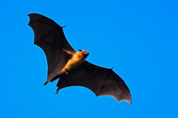 蝙蝠会互相干扰对方的声纳吗？