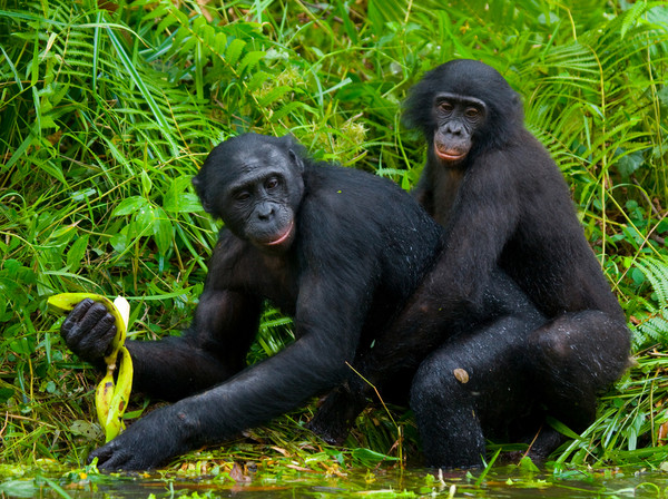 和人类不同，倭黑猩猩更喜欢坏蛋