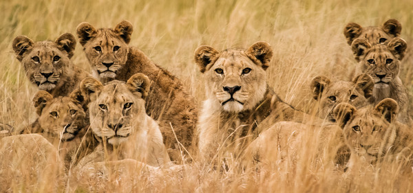 南非：群狮杀害并分食偷猎者