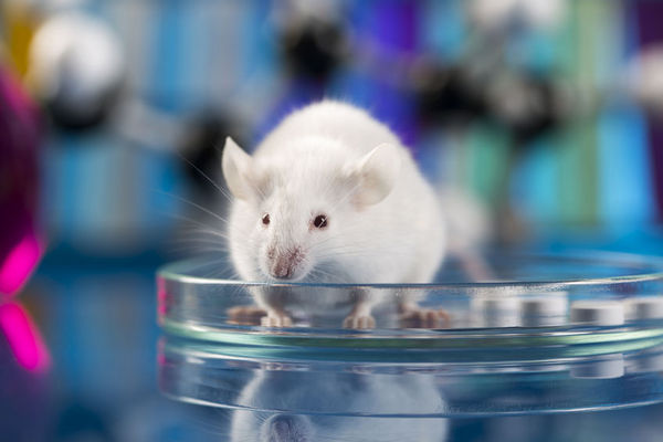 替代技术会完全取代动物实验吗？