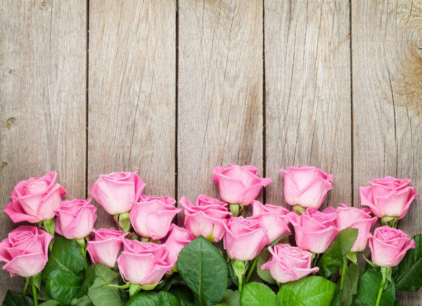 我们为什么要在情人节送玫瑰