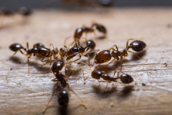 一种专门吃白蚁的蚂蚁，靠唾液可以治疗同伴