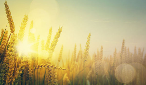 美国小麦和欧洲小麦有什么不同