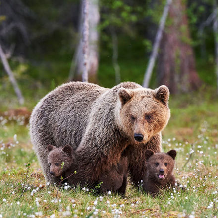 研究发现，熊妈妈照顾熊孩子的时间变长了