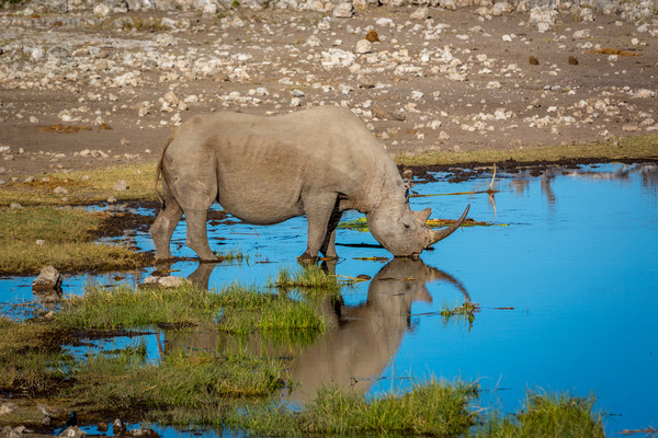 最后一头雄性北方白犀牛去世，这个物种玩完了吗？