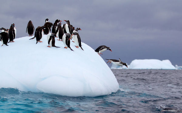 新发现：南极洲秘密企鹅王国