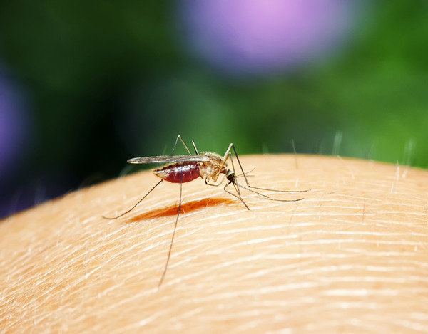 为什么蚊子对我的血情有独钟