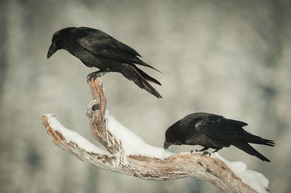 乌鸦的叫声能揭示它们的年龄与性别