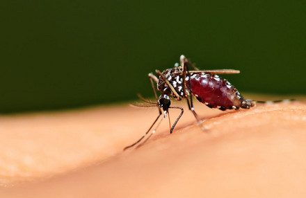 蚊子吸血的另一个原因：它渴了