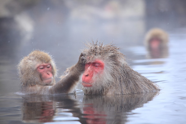 日本雪猴用泡温泉缓解压力
