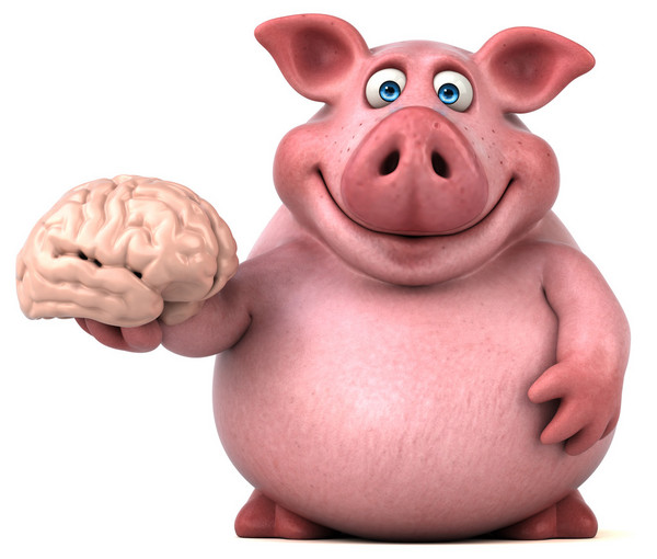 耶鲁科学家成功复活猪脑