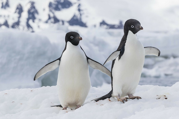 关于企鹅的22条趣味冷知识