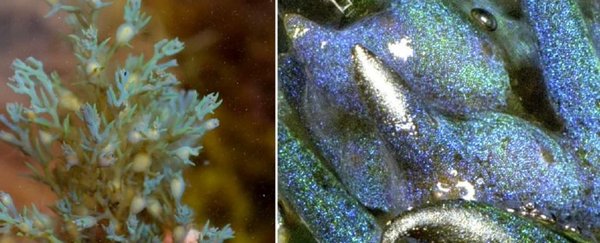 从蛋白石到海藻：对纳米光学技术的启示