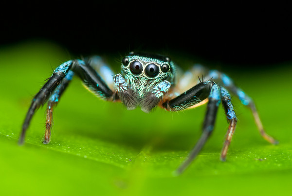 为了研究蜘蛛腿，科学家教它跳跃