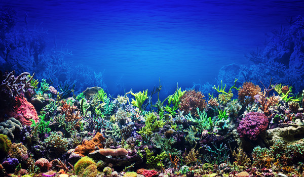 为保护珊瑚礁，夏威夷颁布法令禁用防晒霜