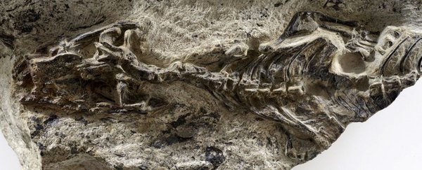 科学家发现2.4亿年前的「蜥蜴之母」