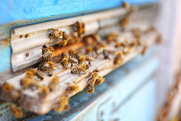 男子与三千只蜜蜂同处一室，毫发无伤