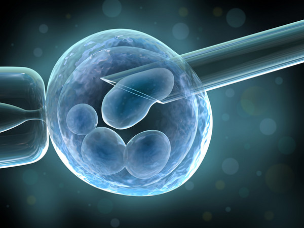 科学家造出「人造胚胎」，成功使老鼠受孕