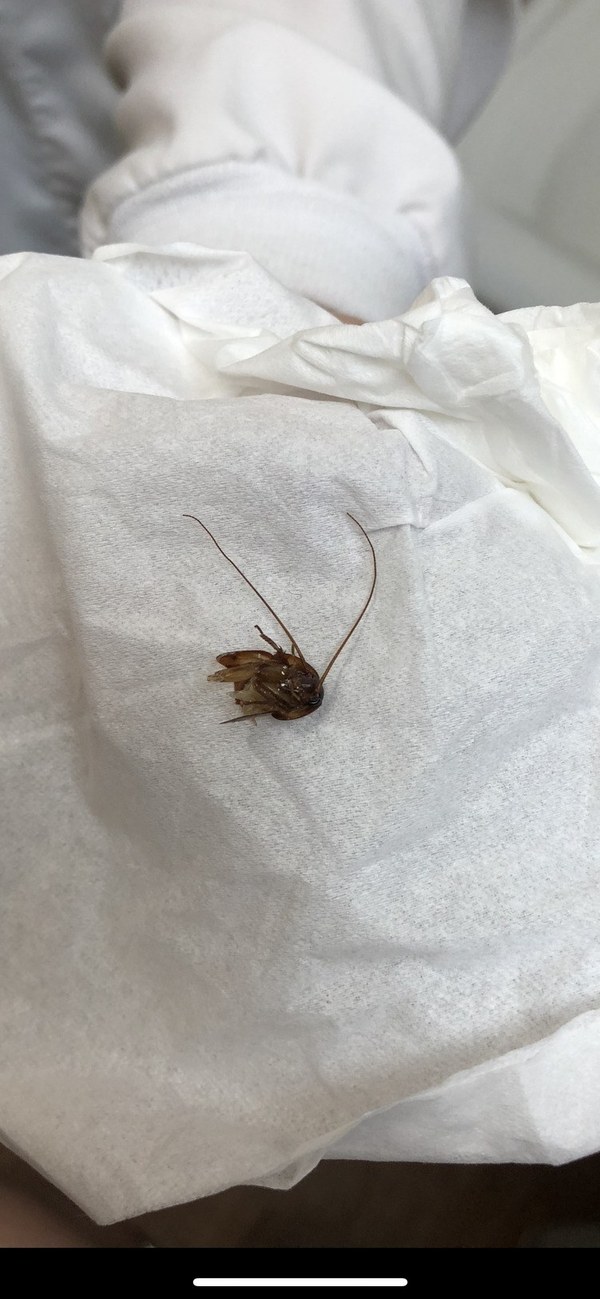 女子睡醒发现耳朵爬进蟑螂