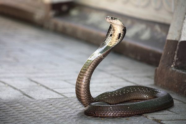 为提高抗毒能力，菲律宾捕蛇者每周故意让毒蛇□□