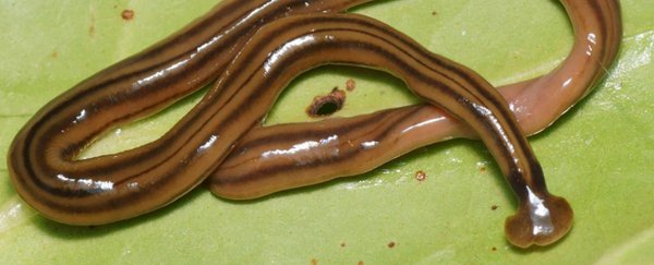 大型食肉虫入侵法国，生物学家震惊