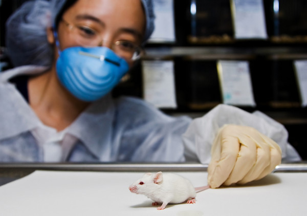 对小鼠的研究为何适用于人类？