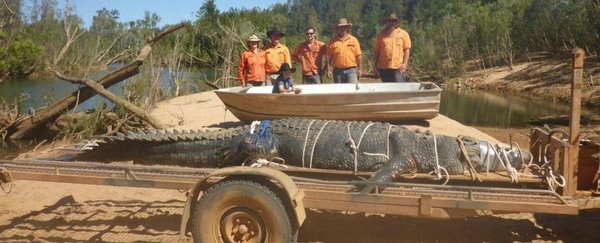 澳洲护林人抓到了体形巨大的咸水鳄鱼